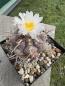 Preview: Thelocactus heterochromus